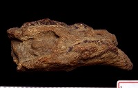 藏品(肢骨碎塊)的圖片